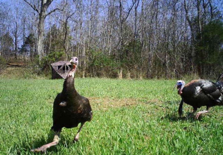 HuntsmansCreed's tweet image. It’s almost turkey time!! #justoveraweek #huntkentucky #chasinglongbeards