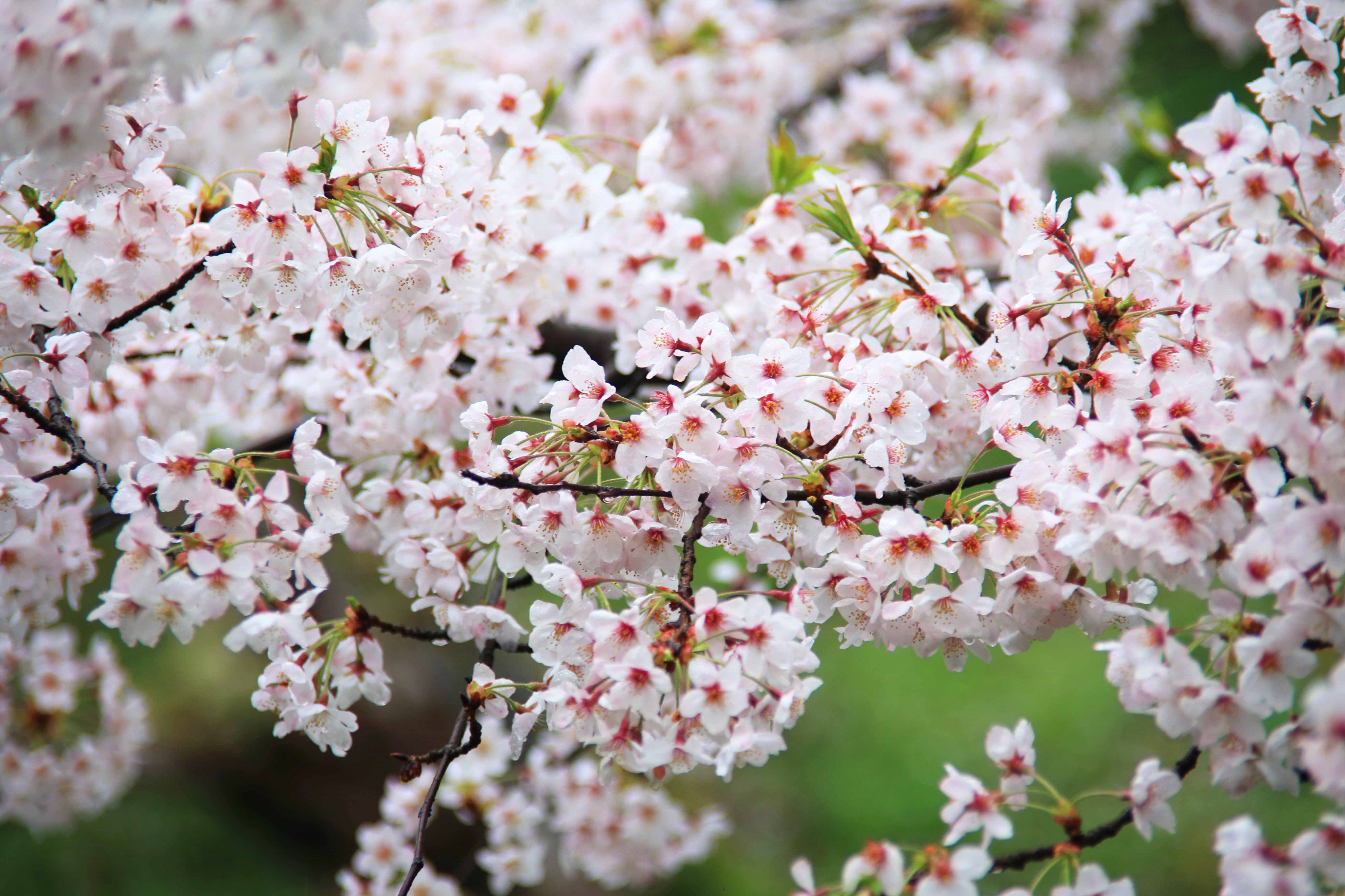 片柳弘史 舞い落ちた桜の花びらが 池や庭で有終の美を飾っています 散るからこそ美しいのが桜なのでしょう T Co Ij1llnh56x Twitter