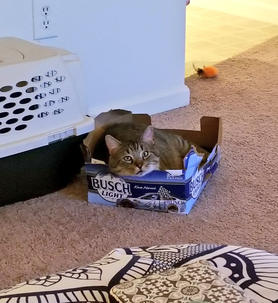 not_sidthekid's tweet photo. @BuschBeer meet Busch Cat https://t.co/rEZWSx0mU3