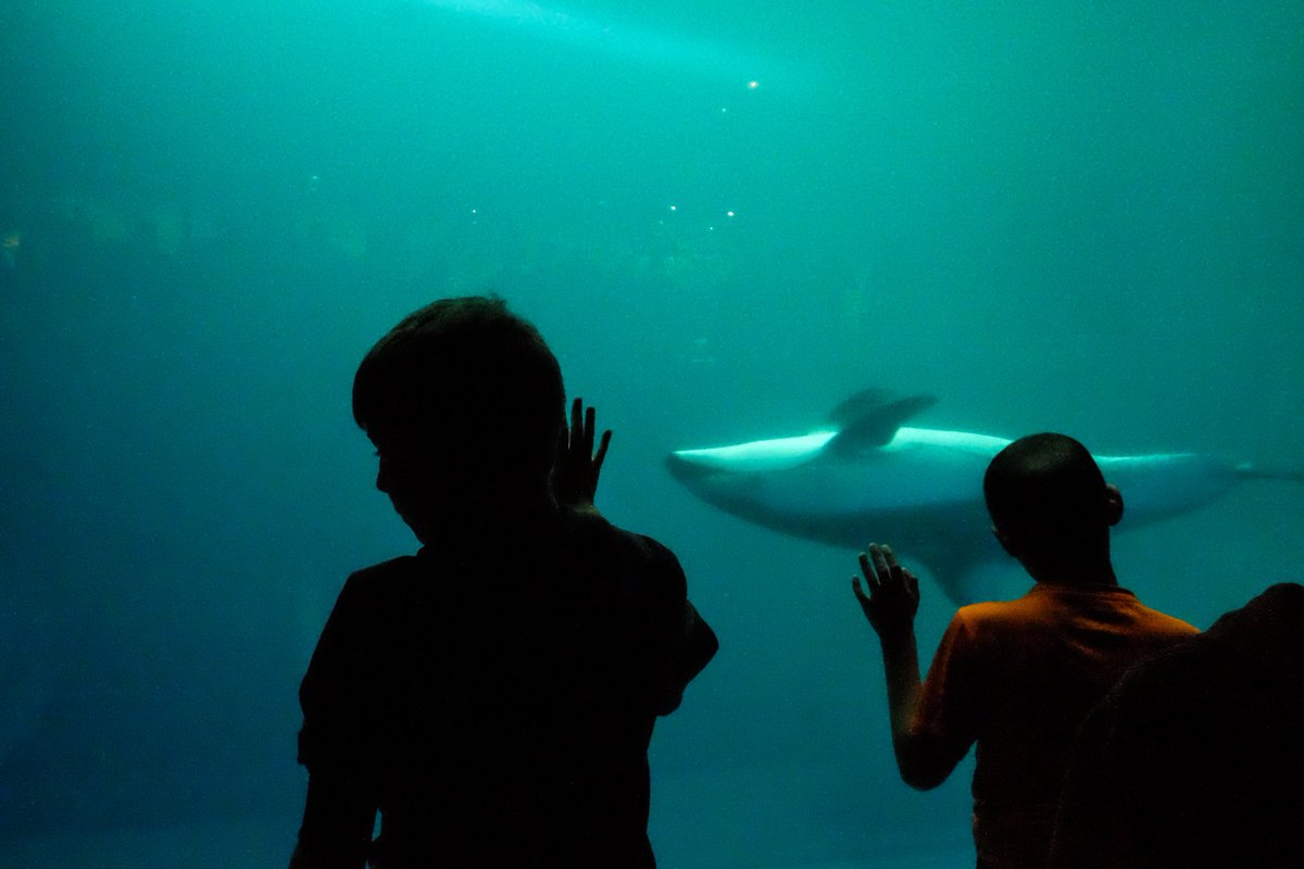 camera_alan's tweet image. #street #Streetphotography #color #colour #photo #pics #photography #aquarium #zoo #shedaquarium #chicago #shed #dolphin #ocean #sea #youth #light #Chasinglight #fotografia #connection #spiritual #emotion #art #fineart #illinios