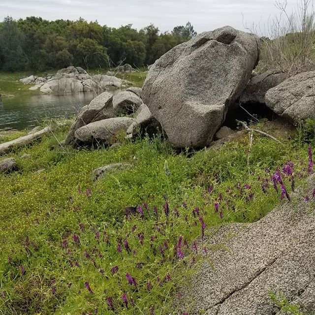 vr0d's tweet image. Trying to capture those bumblebees and butterflies, but they were being elusive. ift.tt/2uL87Ji
