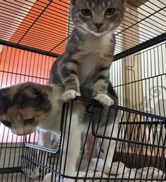 Ballarat Animal Shelter pets of the week! Meet Hampton and Cheeky. They are 16 weeks old and need to go to their new home together. Come in to the shelter to hear their story!