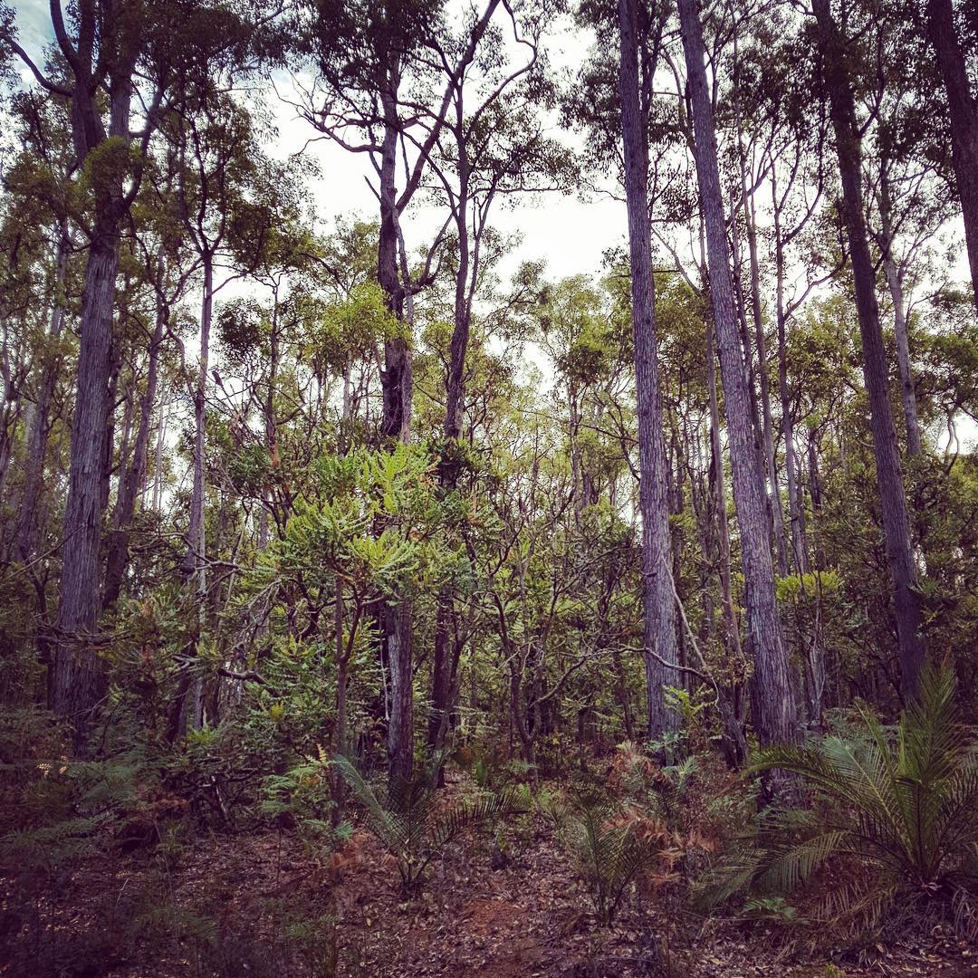 BiaraChews's tweet photo. Can’t believe I’ve never been to beautiful Dwellingup until now. Middle story of #banksia grandis under Marri. 
#australianbush #dwellingup #justanotherdayinwa #lanepoolereserve https://t.co/TFwUd2lSjl