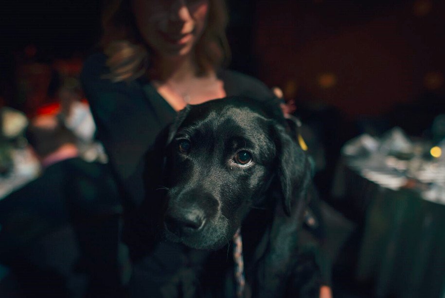 NascoProduction's tweet photo. #ThrowbackThursday to this little cutie from the 2nd Annual For the Love of Dog Gala with Pacific Assistance Dogs Society - look at those adorable puppy eyes! #pads #loveofdog18 #nasconation
#eventsprofs #vancouverevents https://t.co/9dutoO6pvd