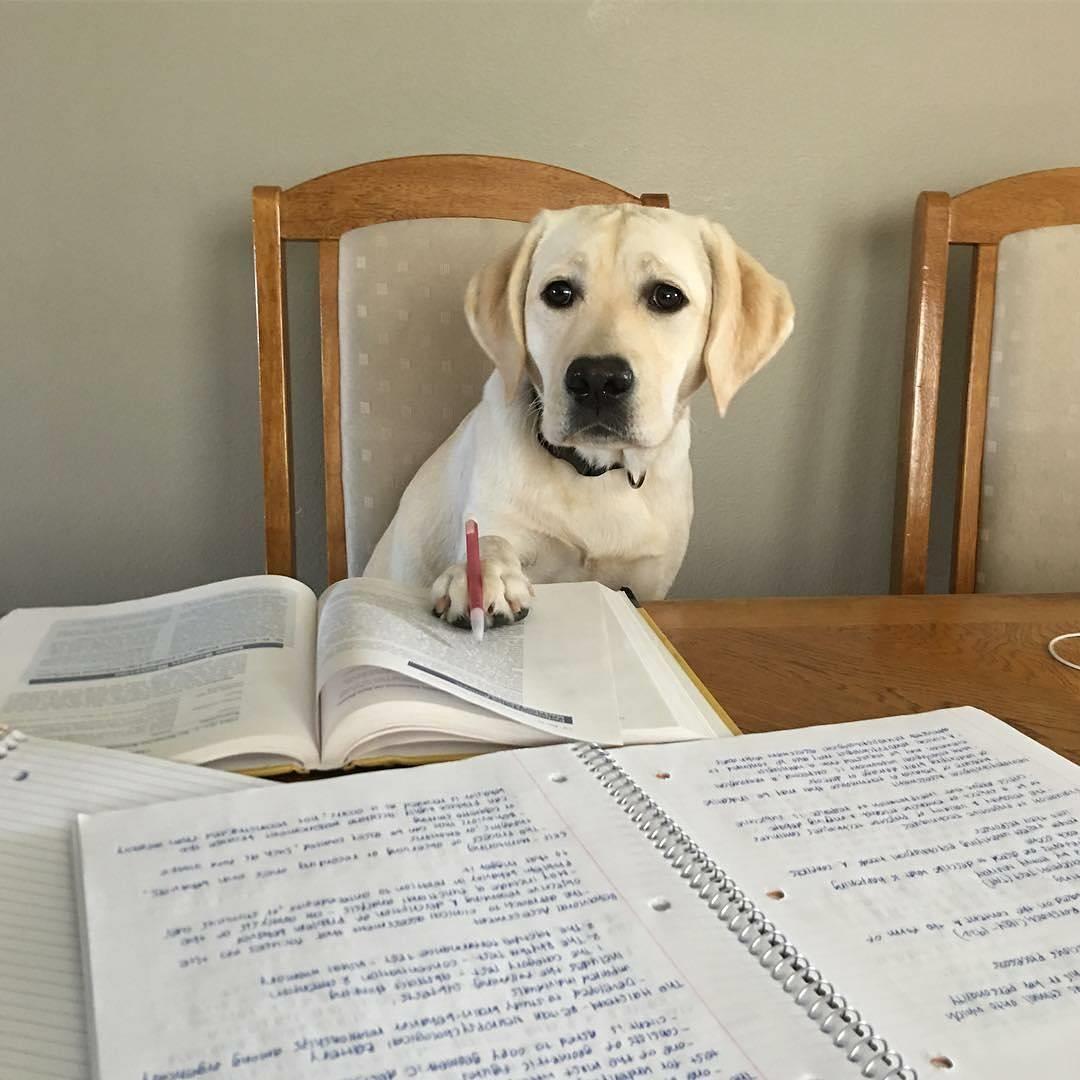 labrador247's tweet photo. Hello my lovely follwers
#labradortshirt #labrador_for_life #christmaslab #labrador #labradoroftheday #labradorretriever 
#labradorretrieverblack #labradorretrieverbrasil https://t.co/tlinQiRhI7