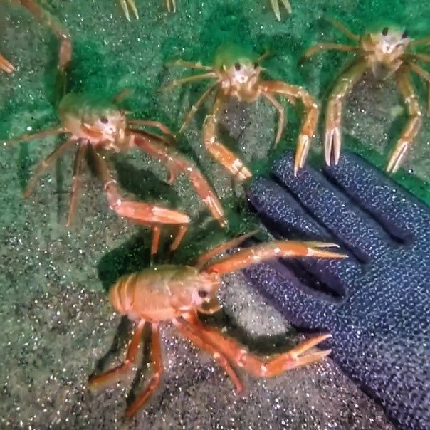 scubadivesteven's tweet photo. Great video from a Reddit user shaking claws with some curious tuna crabs 🦀. Watch full video in my bio link
.
.
#scubadiving #scuba #scubapro #scubalove #scubadive #scubadiving #scubasteve #crab #tuna #tunacrab #dive #diving #nicetomeetyou #lol https://t.co/hsyedyt9aj