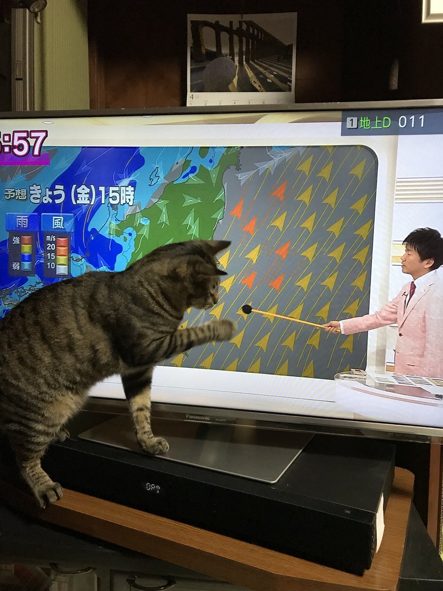 Akikotora 今朝も檜山さんに遊んでもらいました 平井さんも遊ばせ上手でしたが 檜山さんもお上手 Nhk 天気予報