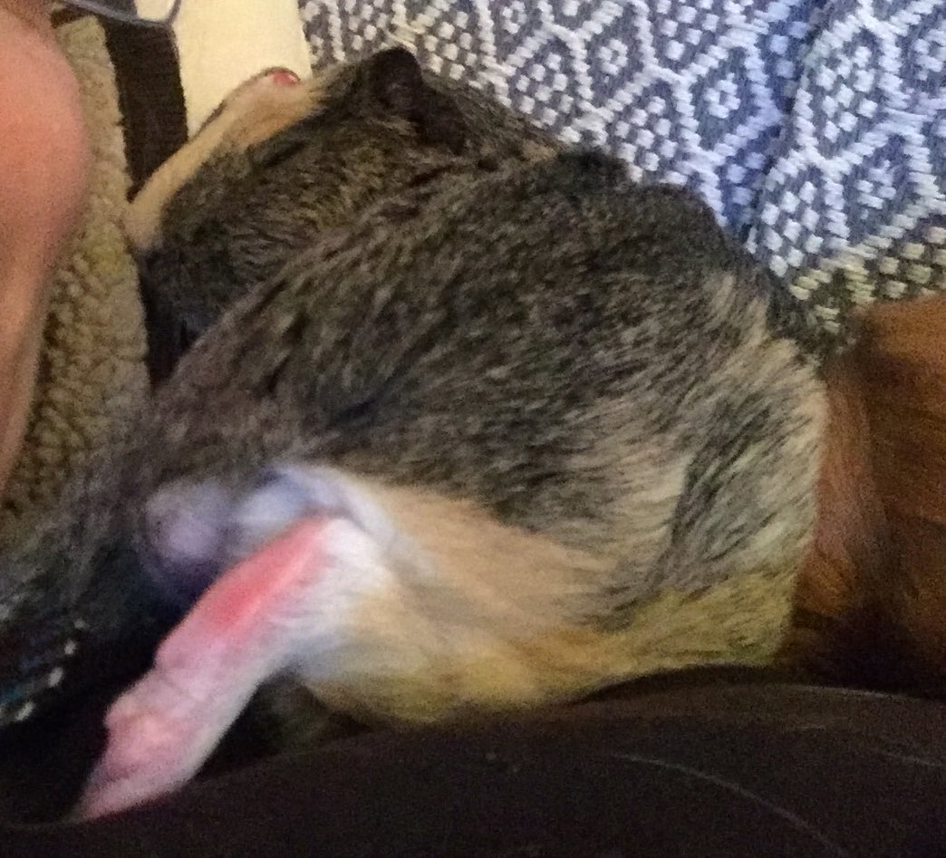 Piggypantaloons's tweet photo. Don’t move Pigmum, just found the perfect #shouldernook for my #pantalooncurl #cashewpose #pantaloonswithfeets #snoozypig https://t.co/hOZz3ZMVaQ