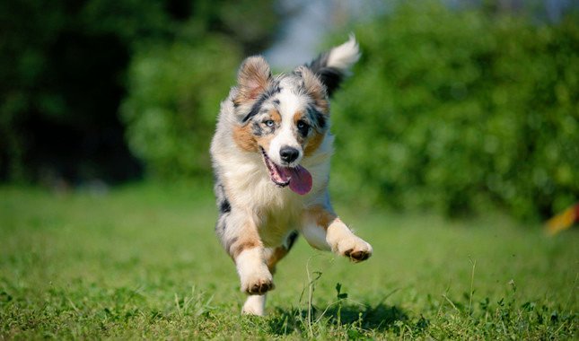 derek191999's tweet photo. A quick cat people appreciation post!

Dear Cat People,

Thanks for choosing cats over dogs and letting people, like me, be the ones to love these adorable animals! 

Sincerely,
Dog People https://t.co/2nIEyvdzkf