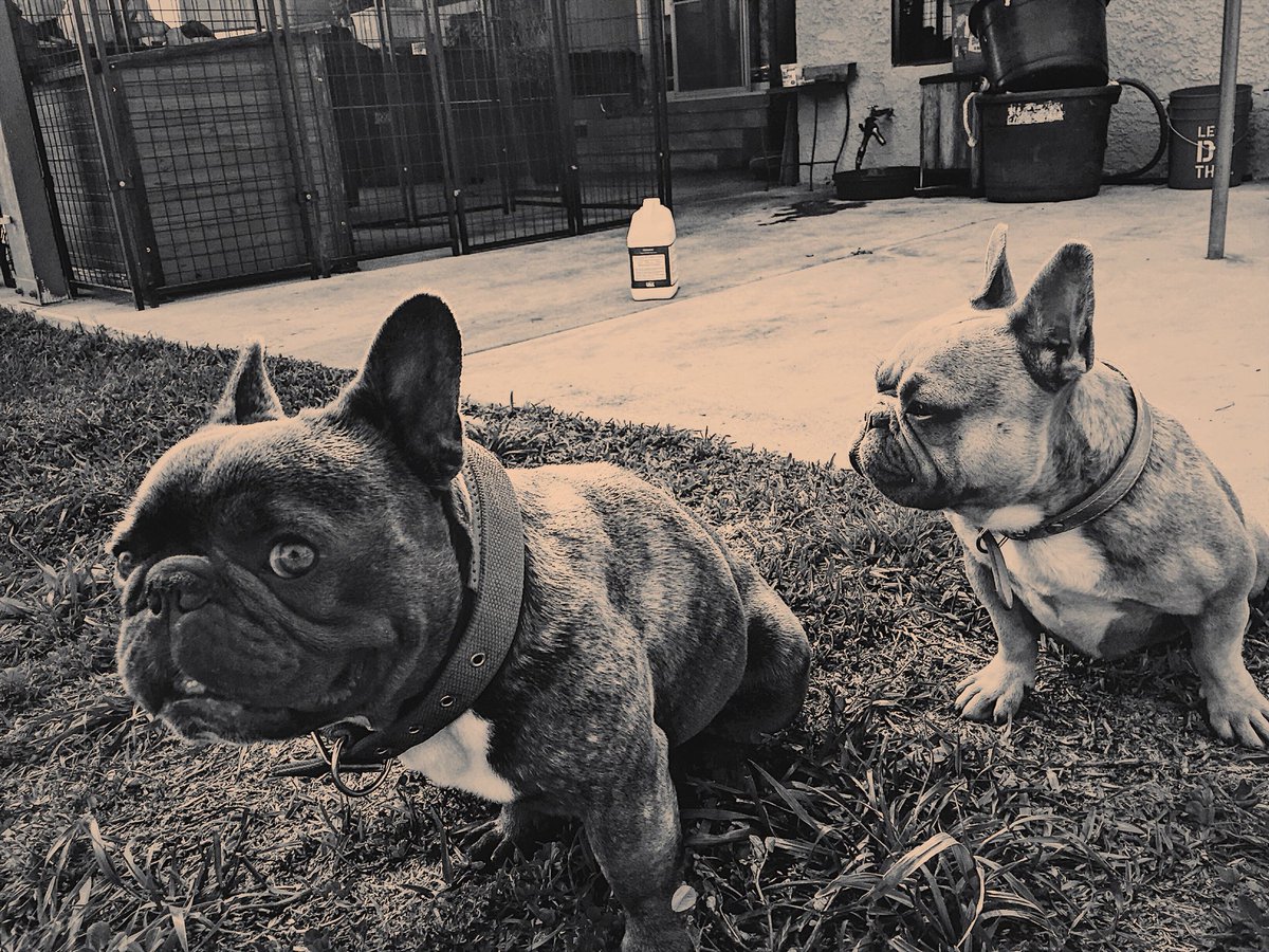 SolarSixTribe's tweet photo. Greetings from He-Man and Leia. The new executive producers and assistant engineers on the team! #frenchbulldog #solarsixtribe https://t.co/TVkI2rXnit