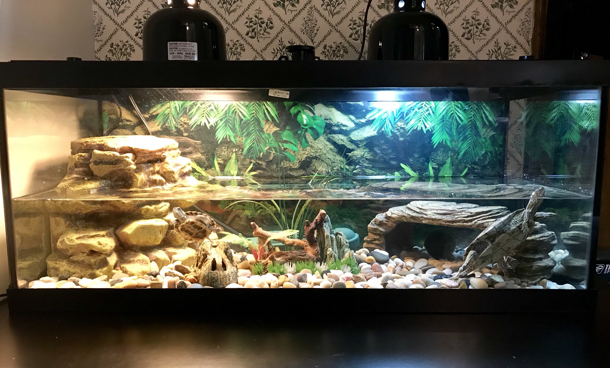 Lone Wolf Entertainment 🐺 on X: Finally got around to buying a bigger tank  for our #turtles 🐢 #redearslider #mississippimapturtle #viquarium   / X