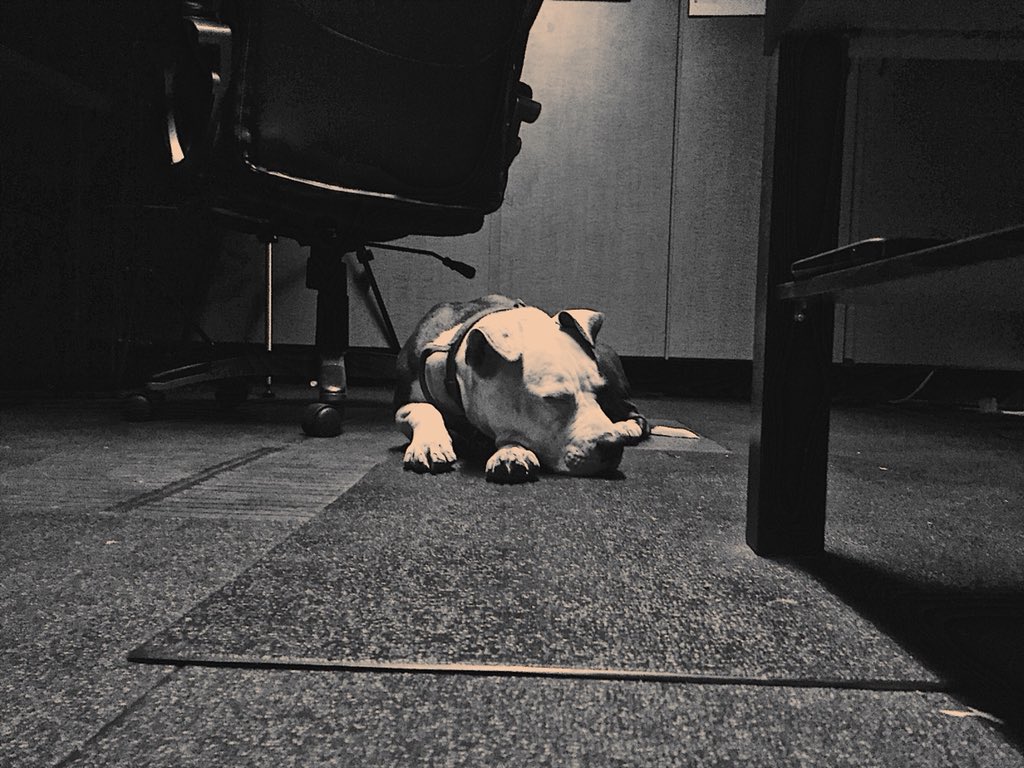 SolarSixTribe's tweet photo. ...and you can’t forget about our canine studio president, Roxie. #solarsixtribe #pitbull #studiolife https://t.co/7GDoidj9nD