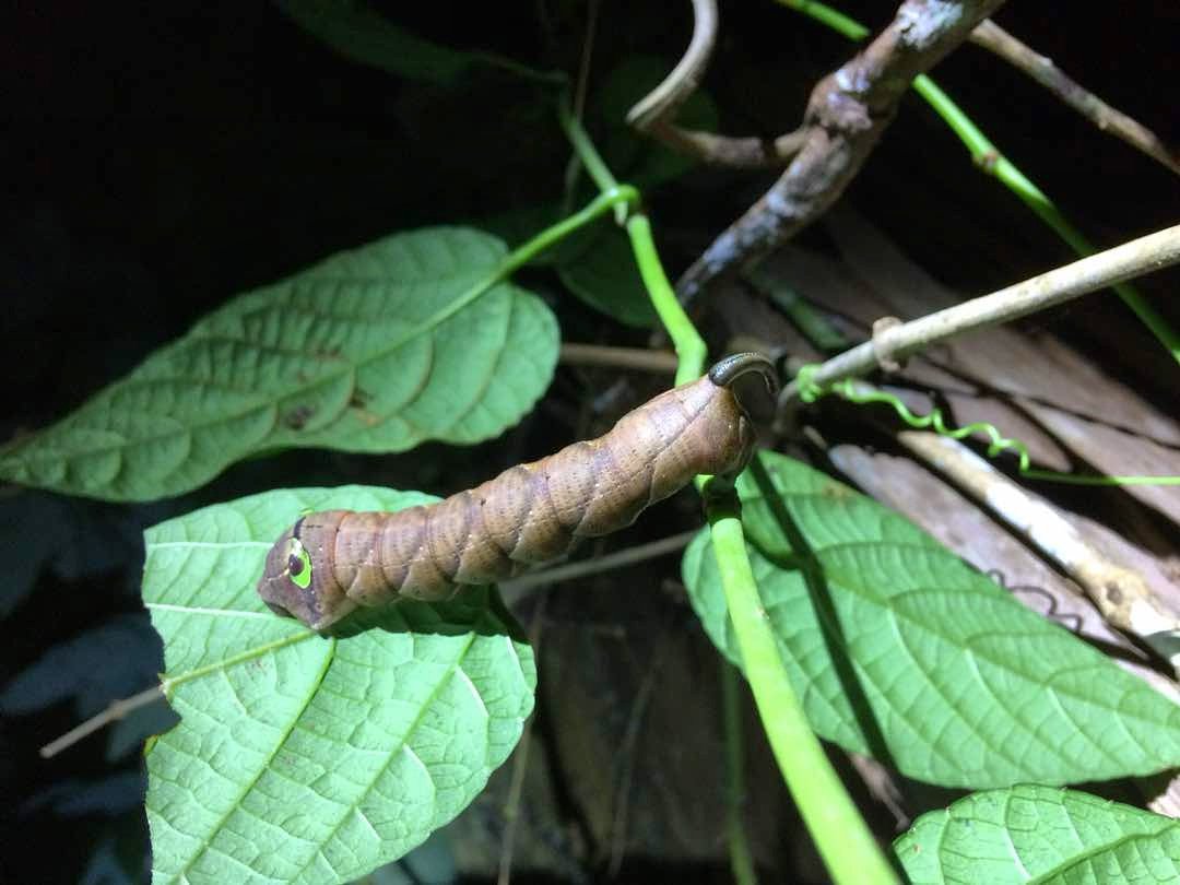 GoRusticTravel's tweet photo. Encounter some of the most unique creepies and crawlies in the Crocker Range jungle! DM us for info ๐๐
.
#Borneo #Sabah #CrockerRange #Nature #Wildlife #RusticBorneo https://t.co/Px4vmuxKRw