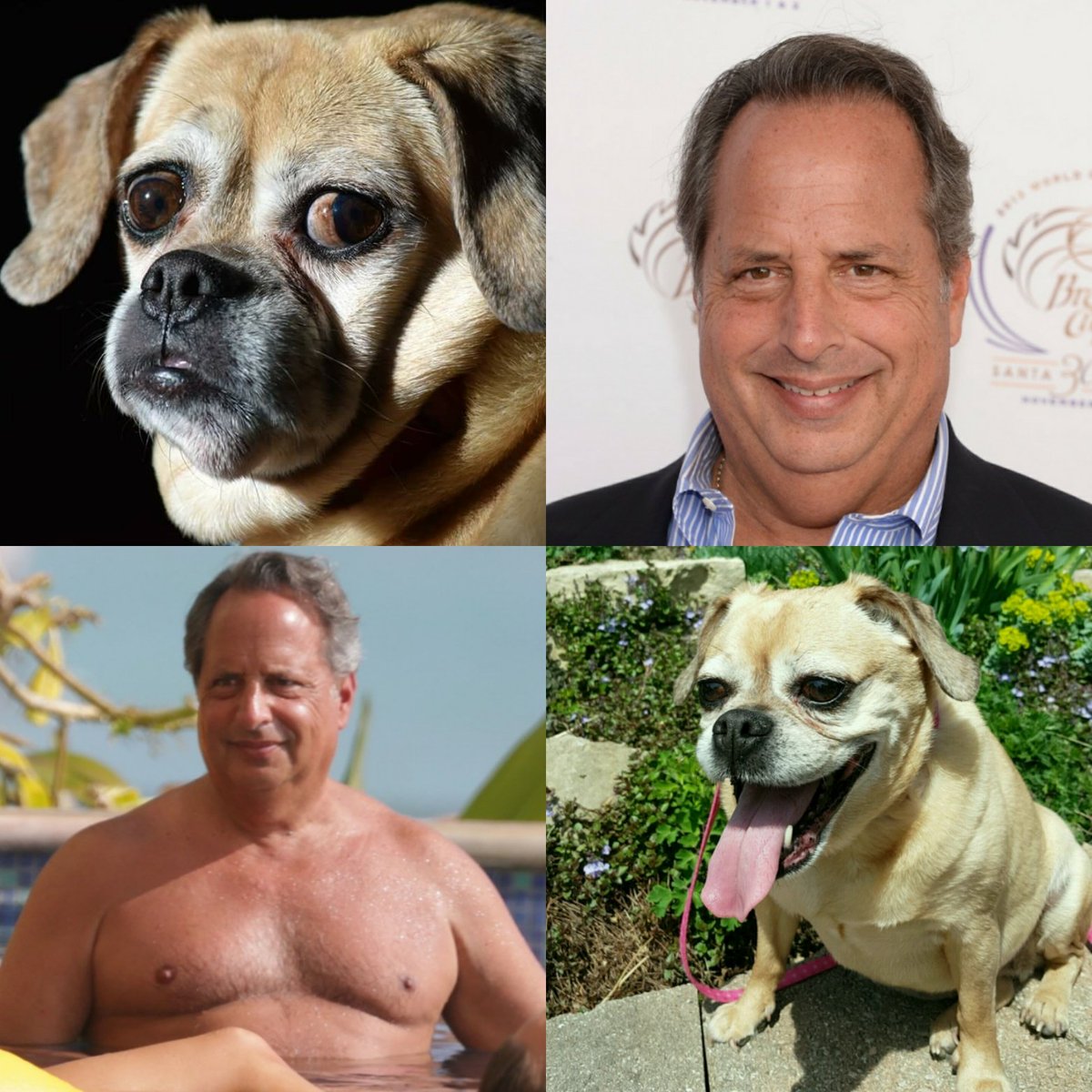 strangedetour's tweet photo. My dog is the puggle embodiment of John Lovitz.
Not sure how I feel about that 🤔
#doggo #dogs #dogstagram #dogslife #puggle #pug #puglife #puglookalike https://t.co/L3kQmEb54C