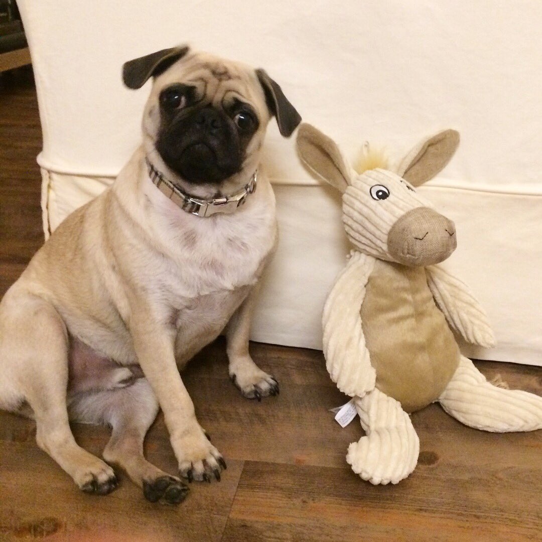 mateospug's tweet photo. So happy with my new stuffed friend! ๐ถ
#MateoThePug #11monthsold #fawnpug #pug #pugs #pugspot #pugsworld #pugsofinstagram #puglife #pugpuppy #puglove #pugscute #cuteness #pugmania #puglover #pugsoftexas #pugsofaustin https://t.co/qOL6BAj8UK
