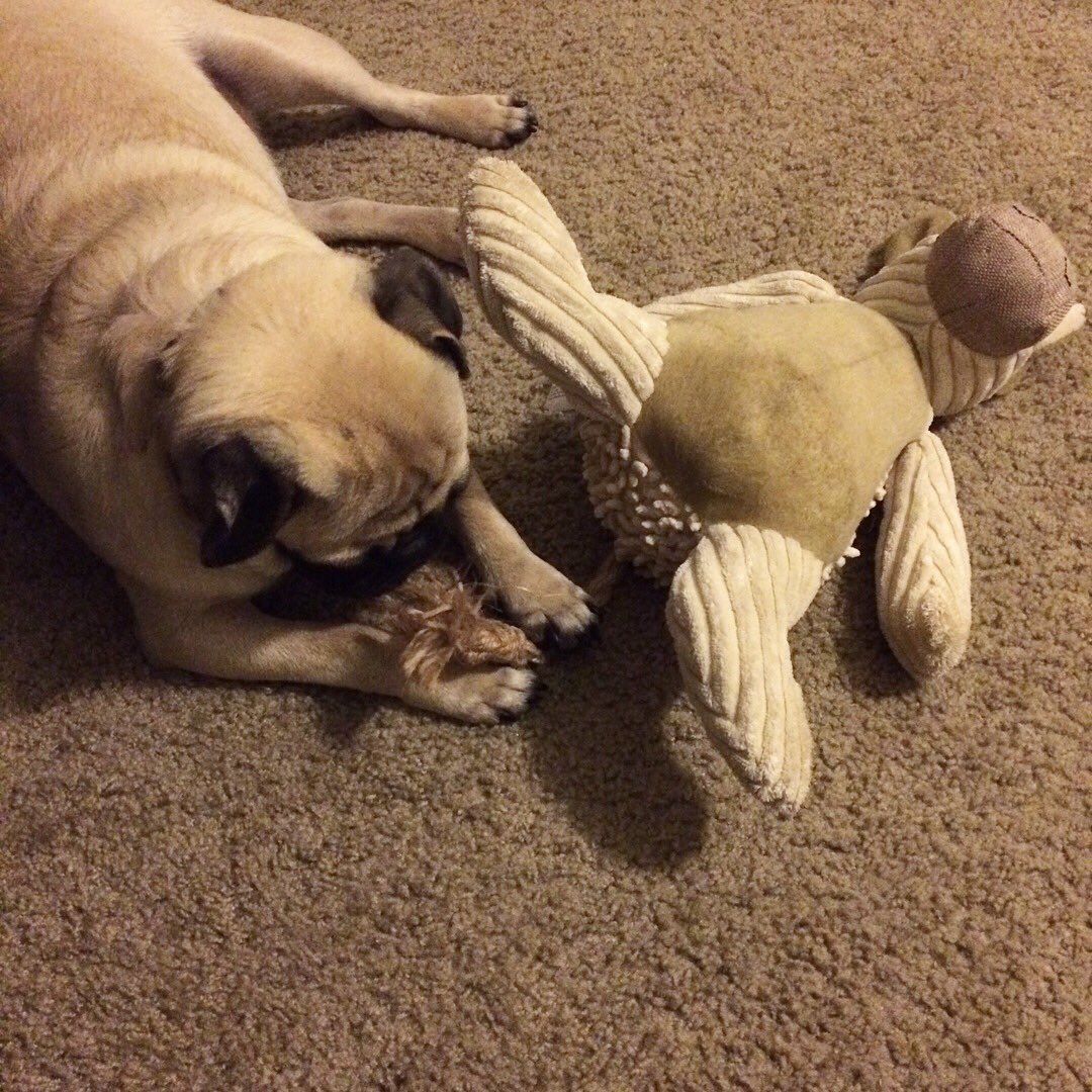 mateospug's tweet photo. So happy with my new stuffed friend! ๐ถ
#MateoThePug #11monthsold #fawnpug #pug #pugs #pugspot #pugsworld #pugsofinstagram #puglife #pugpuppy #puglove #pugscute #cuteness #pugmania #puglover #pugsoftexas #pugsofaustin https://t.co/qOL6BAj8UK