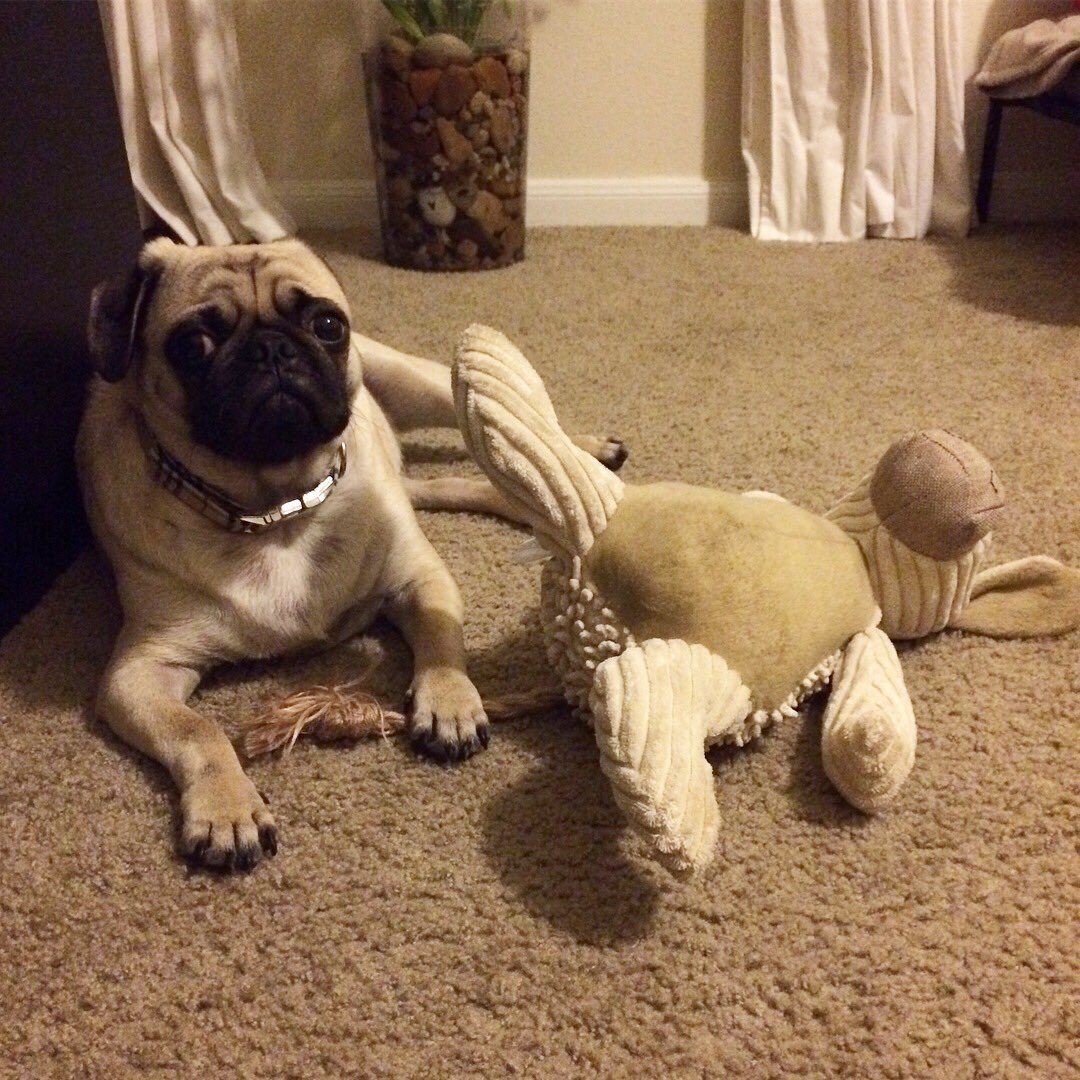 mateospug's tweet photo. So happy with my new stuffed friend! ๐ถ
#MateoThePug #11monthsold #fawnpug #pug #pugs #pugspot #pugsworld #pugsofinstagram #puglife #pugpuppy #puglove #pugscute #cuteness #pugmania #puglover #pugsoftexas #pugsofaustin https://t.co/qOL6BAj8UK
