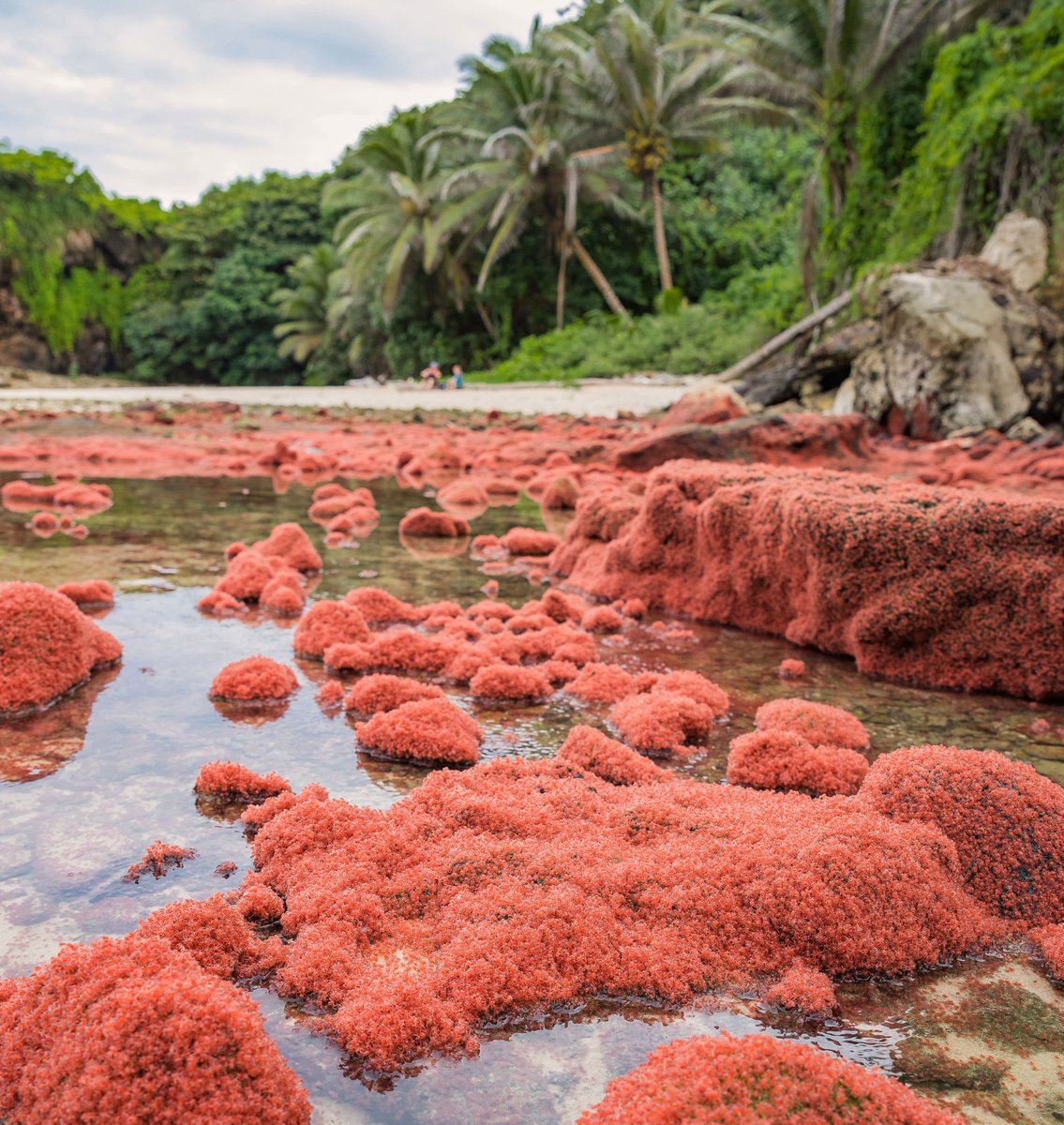 Australian Academy of Science on Twitter Millions of baby red crabs  litter the shore on Christmas Island during the annual migration recently   ArengaPalm httpstcocvR2Z7OuCB  Twitter