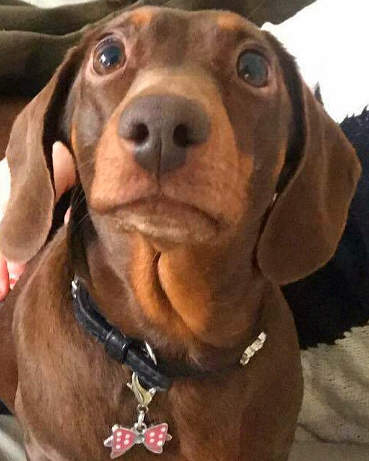 ClaireRanson74's tweet photo. @lilmizsparkle @ChesneyHawkes Love from our Dachshund Coco 😍 https://t.co/3wniKzfRoA