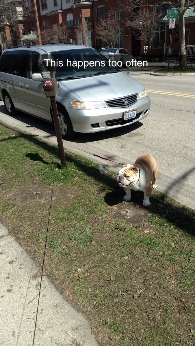 frecklebellydog's tweet photo. We interrupt Meatball’s staycation to tattle on him...#englishbulldog #slowwalker #bulldogwalk #bulldognation #dogvsleash #leash #dogwalk https://t.co/i1mXdf34QY