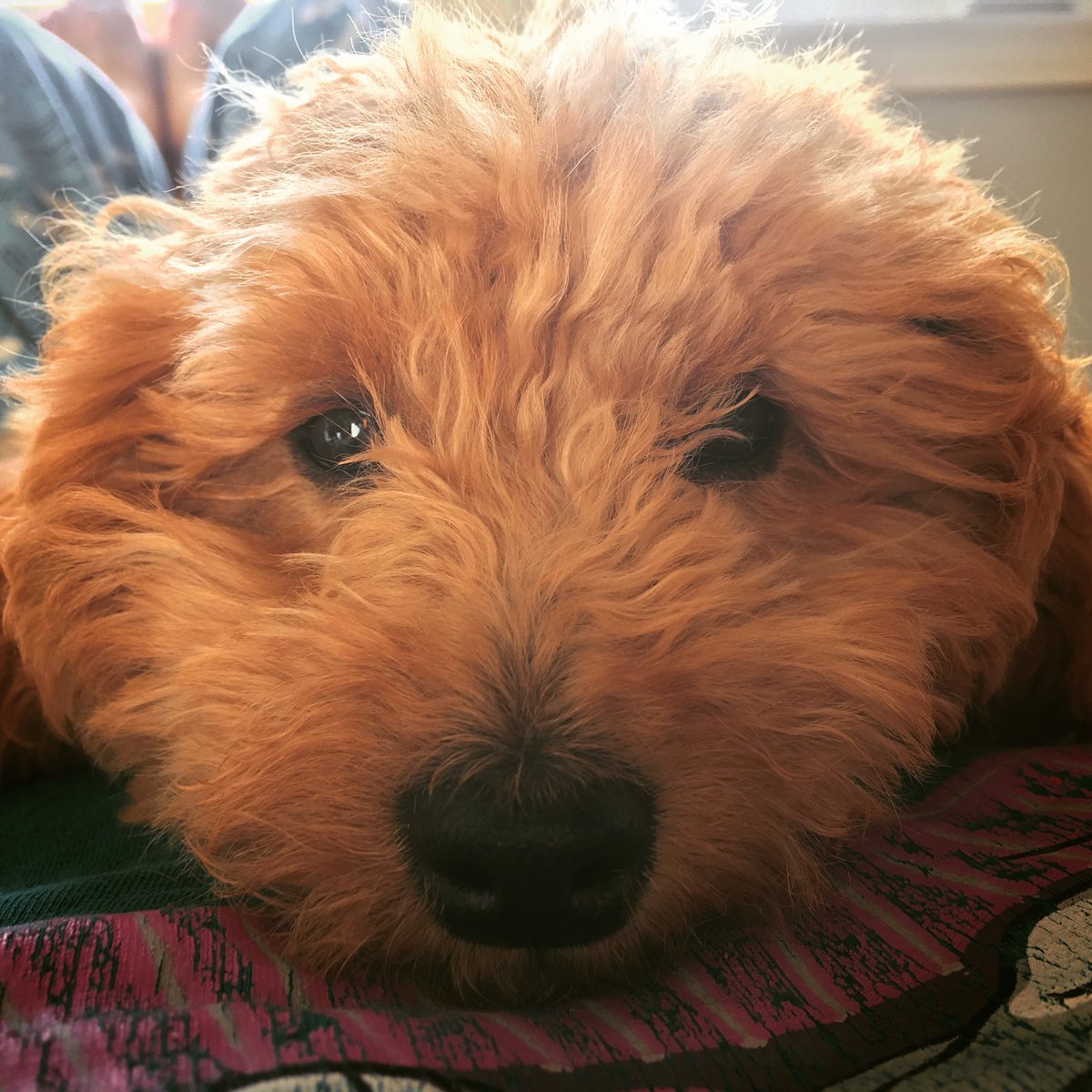 Mama lay down in a sunbeam this morning and I couldn’t miss out on that! I climbed up onto her tummy and stared lovingly into her eyes while we soaked up the sun ☀️ ❤️ #minigoldendoodle #goldendoodle #puppy #picoftheday #doodlelove #fb1minigoldendoodle #doglife #puppylove