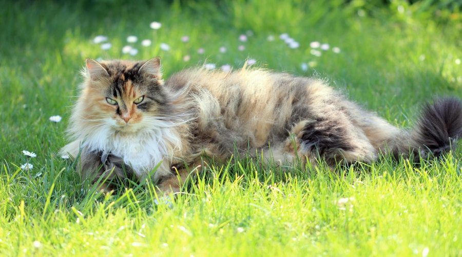 Have you ever seen a Norwegian Forest Cat? buff.ly/2Idb5bp