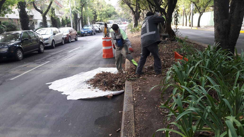 dgsudao's tweet photo. Mantenimiento de areas verdes camellón de Minerva col florida @MaAntonietaHT @jesuslandero @leonel_luna https://t.co/QTxp0y2IIN
