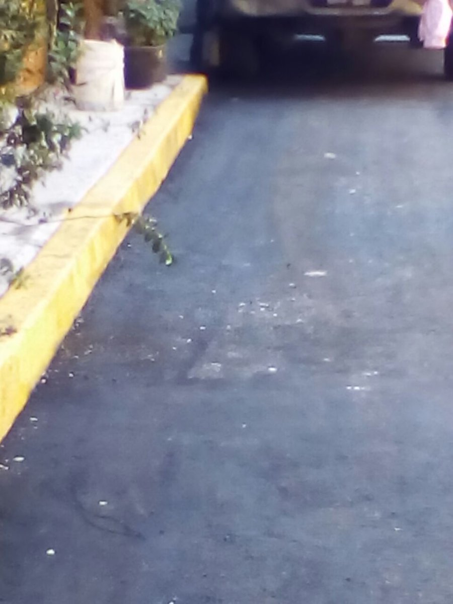 dgsudao's tweet photo. Barrido manual en  mercurio col. reacomodo el cuernito. @MaAntonietaHT @jesuslandero @leonel_luna https://t.co/S9EwAW969P