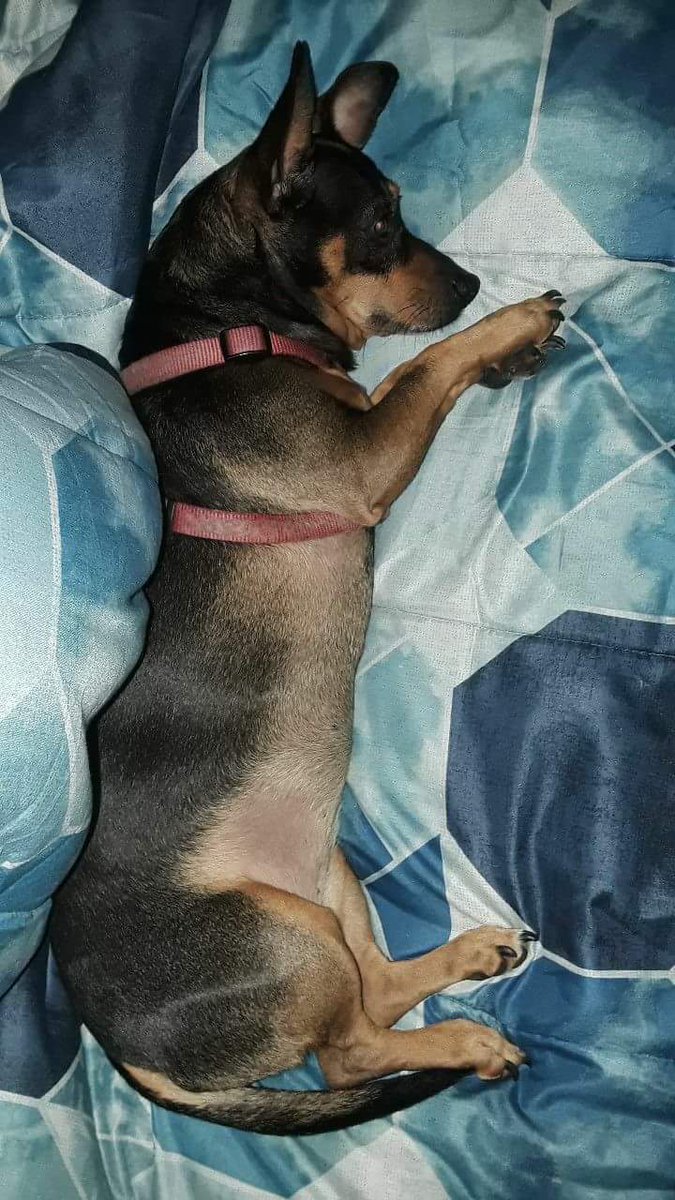 kaamita's tweet photo. My new snuggle buddy. https://t.co/lhudHiugaU