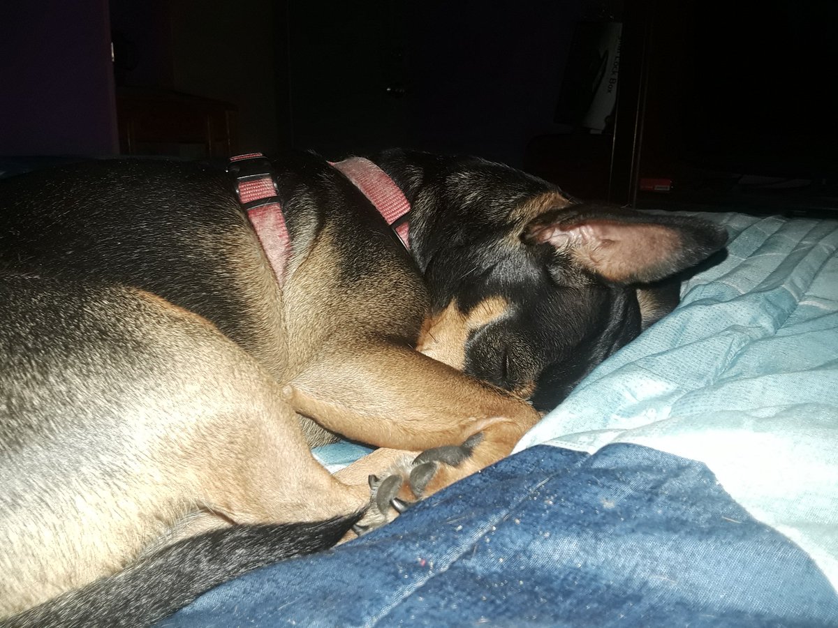 kaamita's tweet photo. My new snuggle buddy. https://t.co/lhudHiugaU