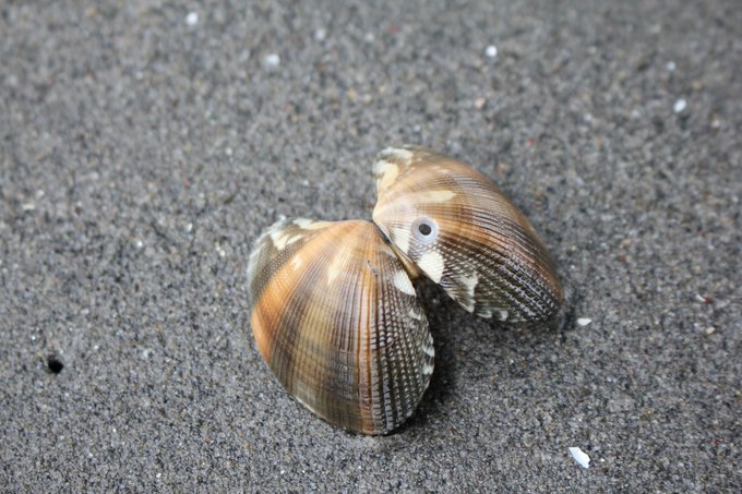 カタツムリみたいな貝ツメタガイの食べ方 コリコリ食感が旨い
