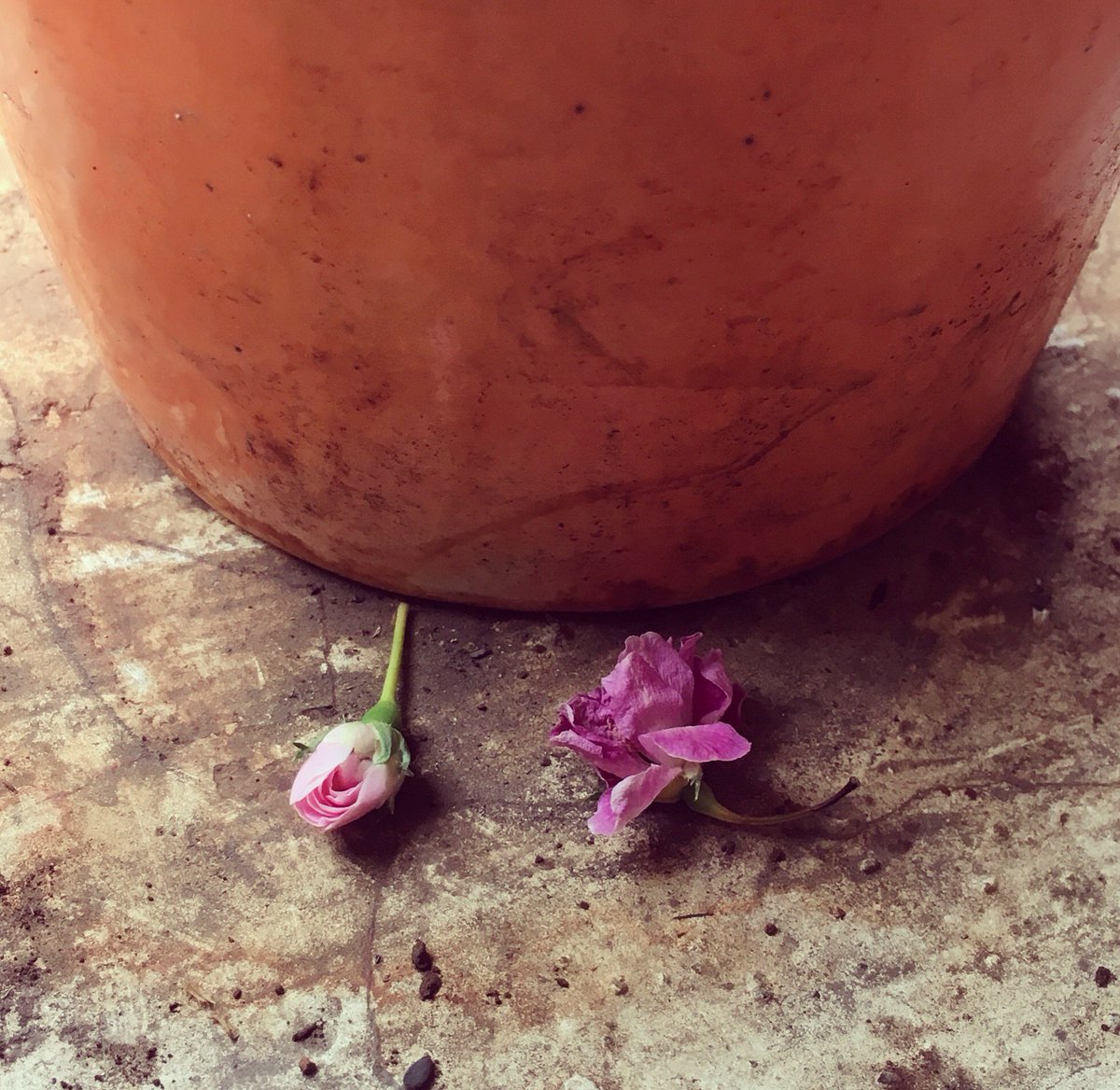 nehachoudhary's tweet image. Btw, beauty lies in the fallen as well... #fallwithgrace #fall