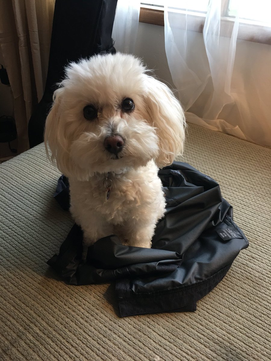 MrsZeefles's tweet photo. Dealing with a sick pup (who coughs every minute &amp; throws up too) makes me know all the more I’m not ready for kids 🙃🙃 but I do love her tons! ❤️#eevee #popcornhead sorry @Zeefles https://t.co/45N9lCkH1H