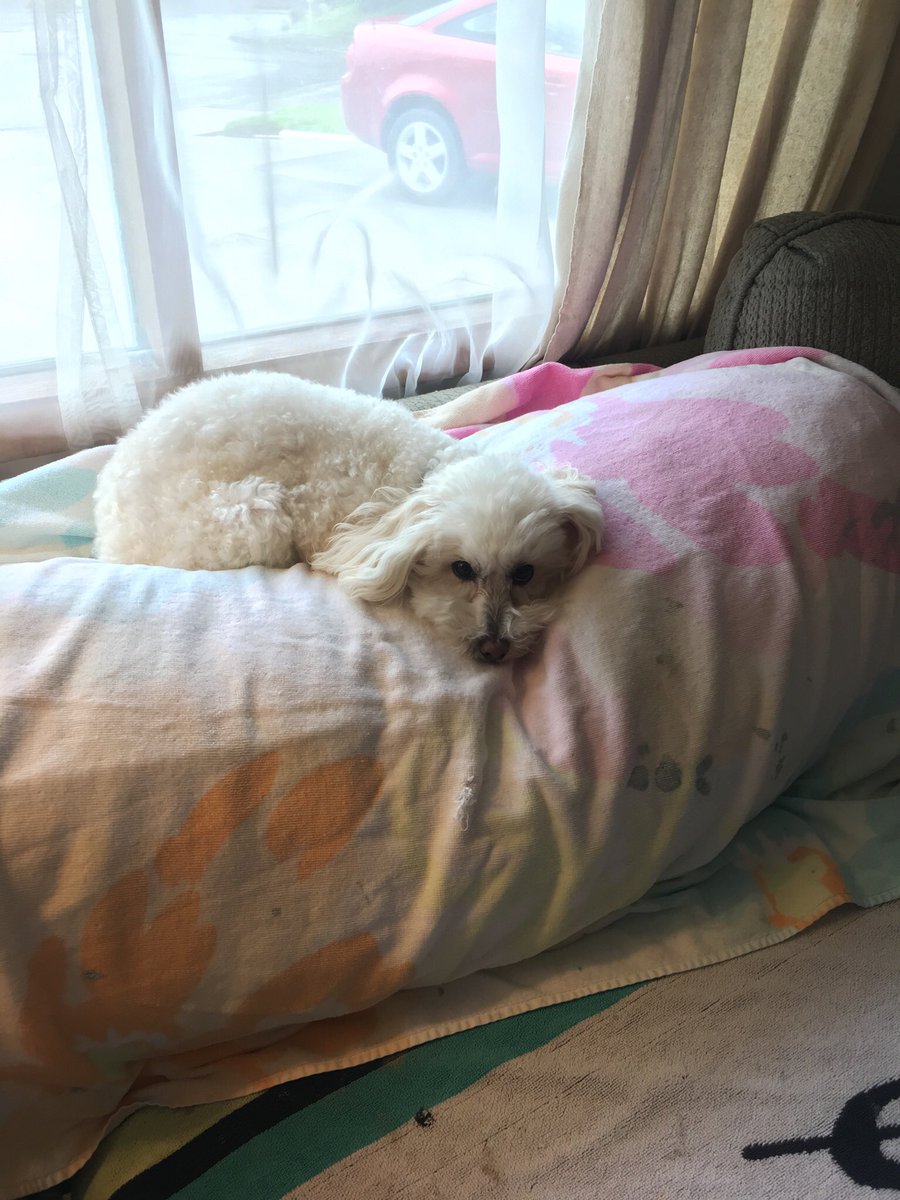 MrsZeefles's tweet photo. Dealing with a sick pup (who coughs every minute &amp; throws up too) makes me know all the more I’m not ready for kids 🙃🙃 but I do love her tons! ❤️#eevee #popcornhead sorry @Zeefles https://t.co/45N9lCkH1H