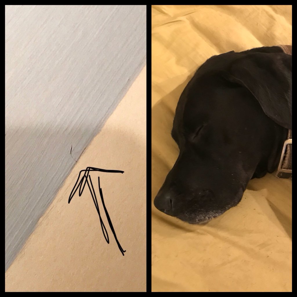 valorieoart's tweet image. even sleeping, this little guy gets in on the painting!

#valorieoart #lifewithadog #labradane #100poundbaby #dog #doglover #wetpaint customorder #art #ceramcoat #partydeocr #birthday #science #sciencelab #sciencetheme #decorations 
order info email valorie@bauercorp.com