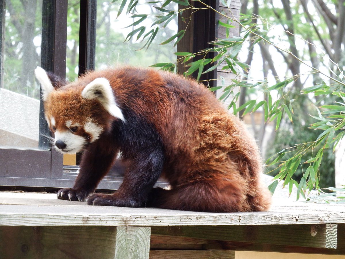 磯野キャビア على تويتر 千葉市動物公園にオープンと同時に入園 立ち上がることで有名になったレッサーパンダの風太君もご健在でした アカハナグマとフクロテナガザルは自分が今まで行った動物園に 多分 いなかった動物なので念入りに撮影