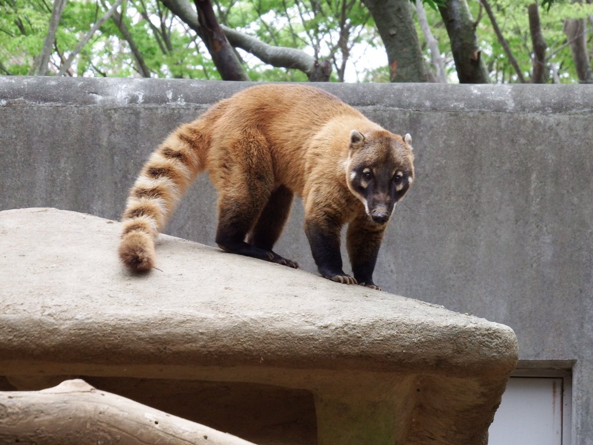 磯野キャビア على تويتر 千葉市動物公園にオープンと同時に入園 立ち上がることで有名になったレッサーパンダの風太君もご健在でした アカハナグマとフクロテナガザルは自分が今まで行った動物園に 多分 いなかった動物なので念入りに撮影