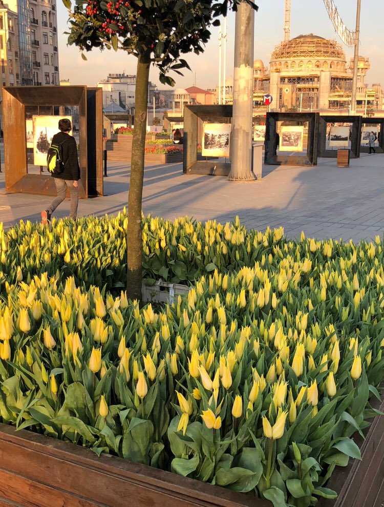 ibbyesilist's tweet photo. Taksim meydanı bu sabaha,
baharı müjdeleyen laleler ile günaydın dedi https://t.co/EPM8fjtOT6