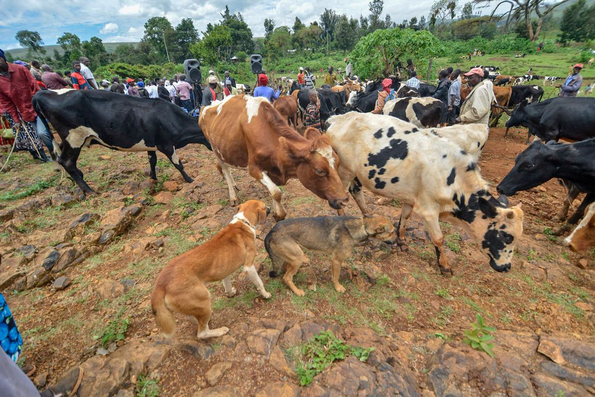 Launching free vaccination campaign for livestock against foot and mouth, lumpy skin and rabies in Wei, Waseges Ward in Subukia sub-county.

The campaign is aimed at eradicating livestock diseases in the area as animals are a source of livelihood for residents.