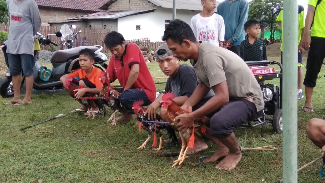 hermantobing87's tweet photo. Ada acara Barapan Ayam di Tambora gaess.. 👍👍
#AyoKeFestivalTambora #VisitDompu https://t.co/dGoAcFZDpE