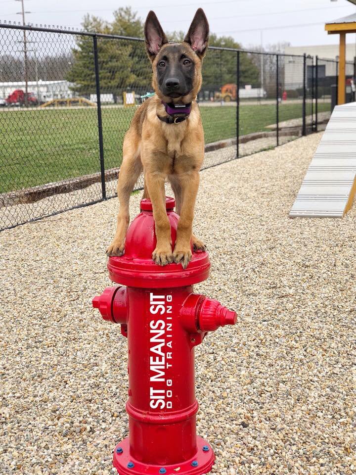 xUncleRandy's tweet photo. I took time away from 2k and devoted it to training my new puppy. It has been a tough 6 weeks, but here’s an update on Rogue, my Belgian Malinois’s training: she’s a part of the Sit Means Sit #hydrantclub at just over 13 weeks old. https://t.co/2Qz9JIBWls