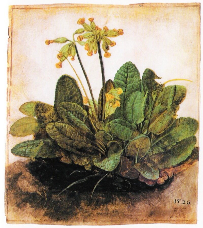 RobertBohan's tweet image. The great thing about Dürer is his descriptive ability. He was a Botanical artist par excellence (every plant is recognisable to the taxonomist). Leonardo is famed in this area, but his plants are idealised & would not pass muster in a herbarium. #ScienceOfArt
