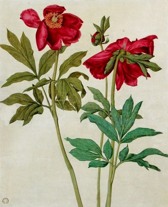 RobertBohan's tweet image. The great thing about Dürer is his descriptive ability. He was a Botanical artist par excellence (every plant is recognisable to the taxonomist). Leonardo is famed in this area, but his plants are idealised & would not pass muster in a herbarium. #ScienceOfArt