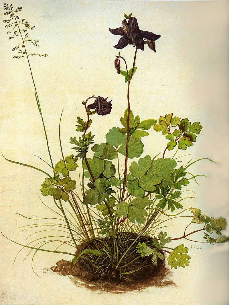 RobertBohan's tweet image. The great thing about Dürer is his descriptive ability. He was a Botanical artist par excellence (every plant is recognisable to the taxonomist). Leonardo is famed in this area, but his plants are idealised & would not pass muster in a herbarium. #ScienceOfArt