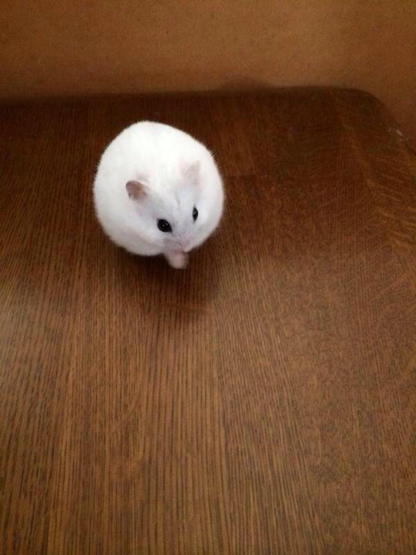 犬は裏切らない 丸くてかわいいハムスター かわいい