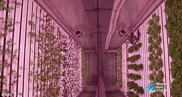 .<a href="/kimbal/">𝙺𝚒𝚖𝚋𝚊𝚕 𝙼𝚞𝚜𝚔 🤠</a> Musk, unveils #urbanfarming system that can produce TWO ACRES worth of food in a single shipping container
dailym.ai/2qa7ZOV <a href="/DailyMail/">Daily Mail</a> 
#AgTech #IndoorFarming #VerticalFarming #FoodInnovation