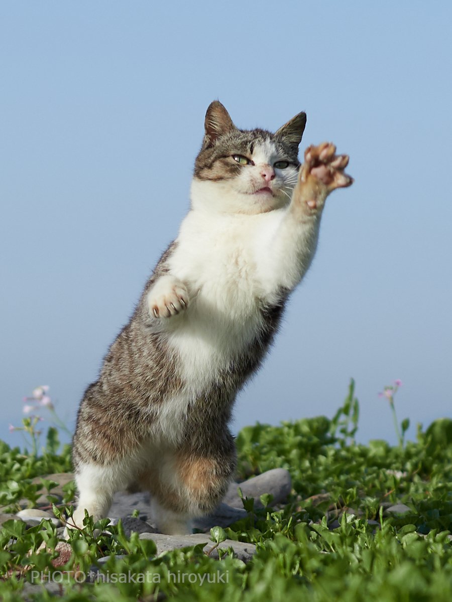 ジョジョ立ちする猫たち ジョジョ立ちする猫たち