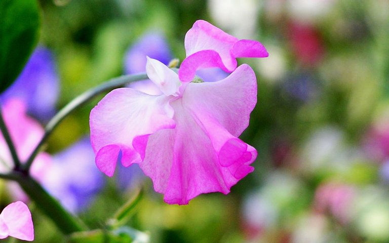 希望の花言葉 على تويتر スイートピー 花言葉は 門出 この花言葉は花の形が蝶の飛び立っている姿に似ていることが由来だそうです