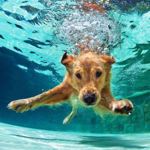 swis7's tweet photo. Visit ➡ https://t.co/gPXnIAmQh4 We’ve got that…
Visit ➡ https://t.co/gPXnIAmQh4 We’ve got that #Fridayfeeling! #fluffy #furry #puppy #puppylove #dog #cute #photooftheday #pet #petlovers #animallover #puppygram #adorable #pupoftheday #cutepets #supercute #petsgram #playtim… https://t.co/ieHj4YeaYm