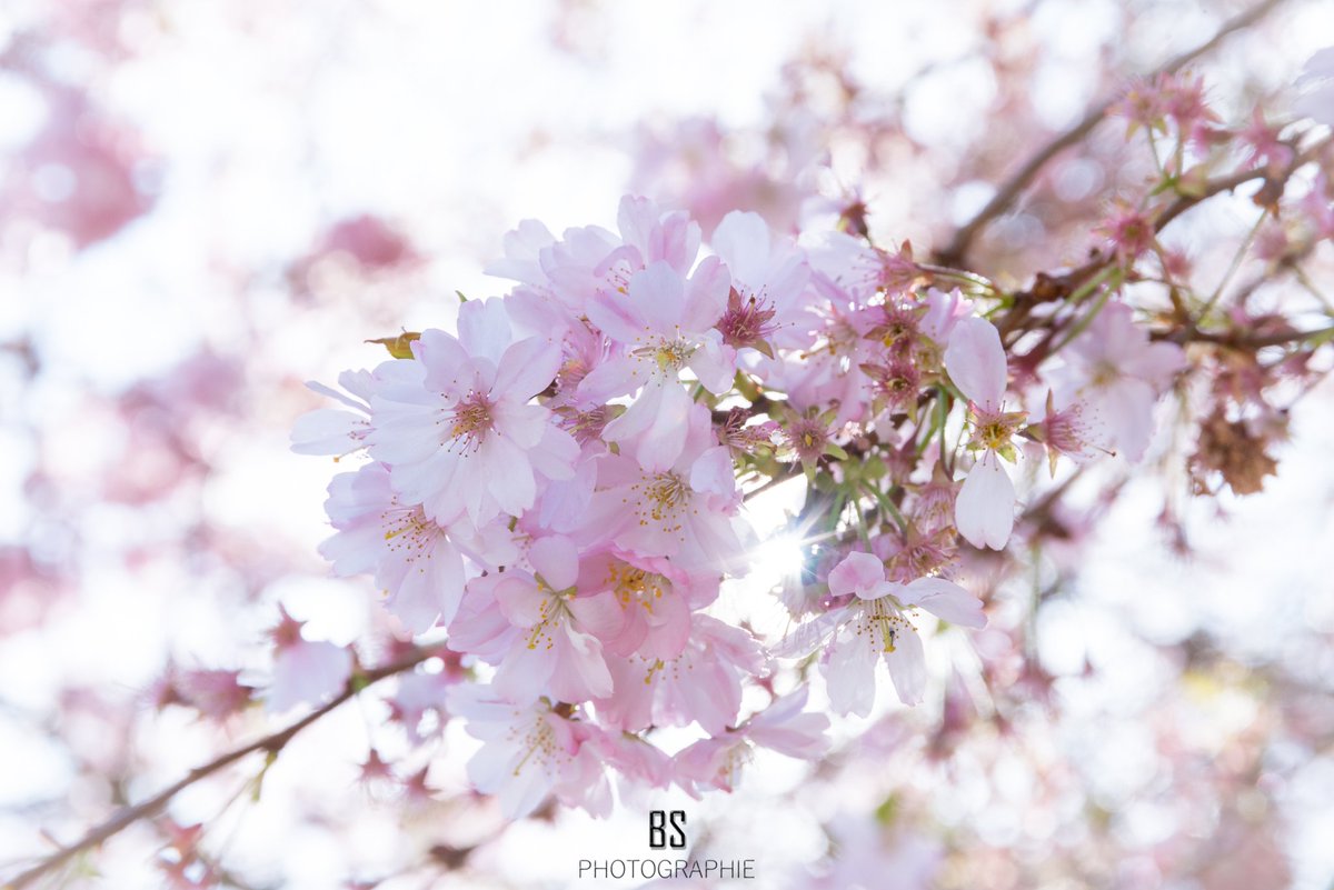 BS_Photographie's tweet photo. Le #printemps semble enfin s'installer à @chateauroux36 ! #MaVilleEstBelle #Châteauroux #Chtx #LessentielEstIci #arbre #fleurs #nature #rose #tree #flowers #pink #spring #picoftheday #naturephotography #naturelovers #zen #pure https://t.co/4sV0PpbGSq